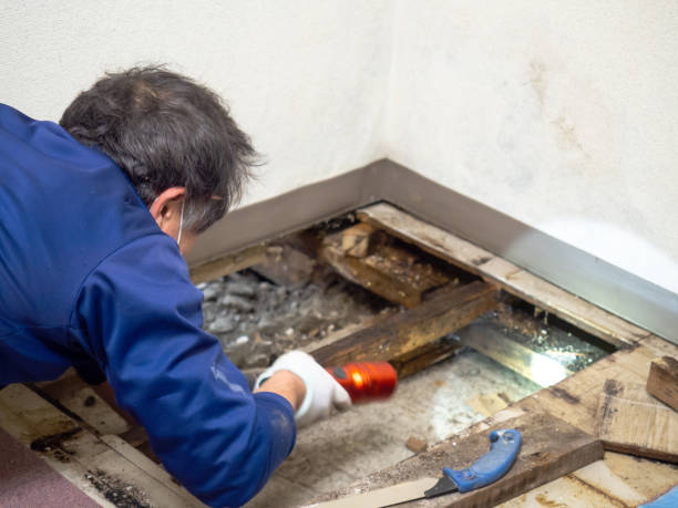Best Affordable Mold Removal  in Siloam Springs, AR