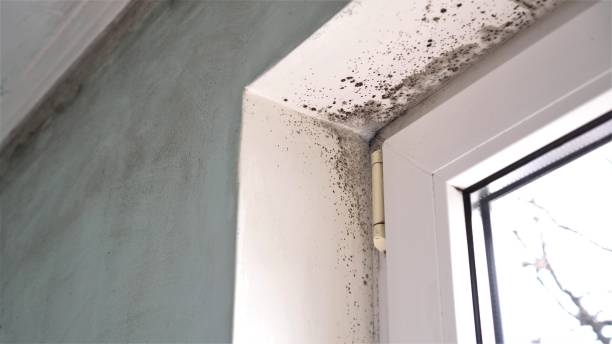 Best Certified Mold Removal  in Siloam Springs, AR