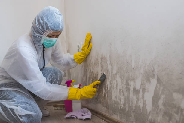 Best Residential Mold Removal  in Siloam Springs, AR