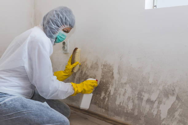 Best Affordable Mold Removal  in Siloam Springs, AR