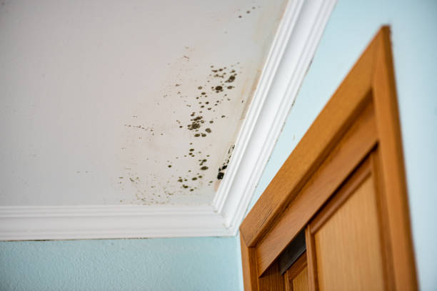 Best Office Mold Removal Services  in Siloam Springs, AR