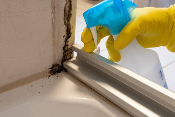 Best Mold Removal Company Near Me  in Siloam Springs, AR