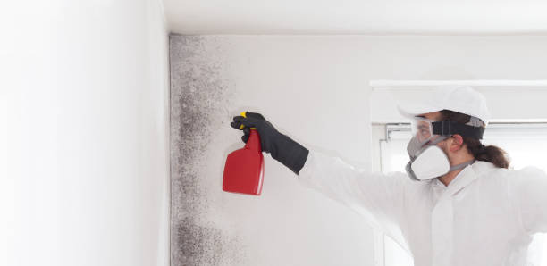 Best Local Mold Removal Service  in Siloam Springs, AR