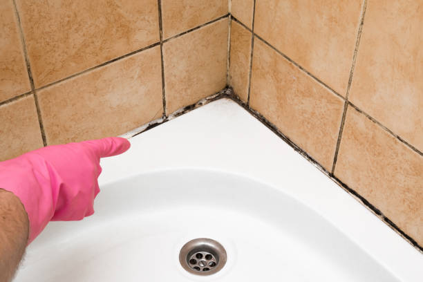 Best Local Mold Removal Service  in Siloam Springs, AR