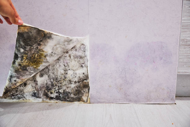 Best Toxic Mold Removal  in Siloam Springs, AR